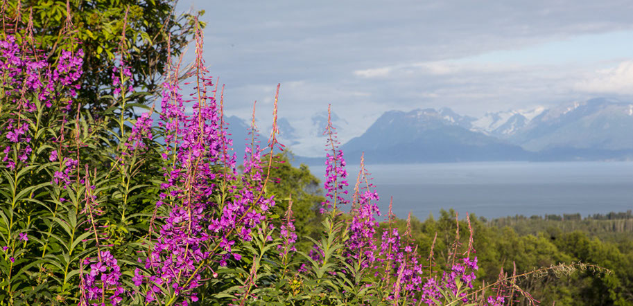 Accommodations Raspberry Hill Vacation Rental In Homer Alaska